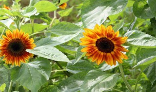 向日葵的叶子是什么形状 向日葵的叶子形状是什么