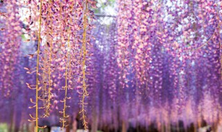 紫藤为什么要种西南方 紫藤要种西南方原因