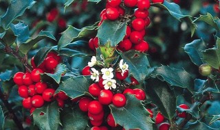 雌雄异株的植物 雌雄异株的植物有什么