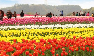 郁金香3月种植可以吗 郁金香3月种植可不可以