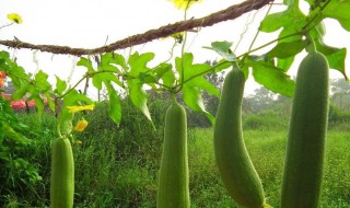 丝瓜怎么种 丝瓜种植方法介绍
