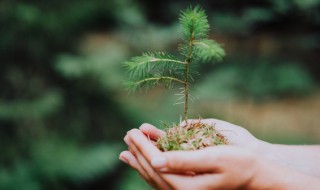 杉的寓意和象征 杉的寓意和象征介绍