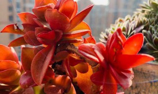 火祭多肉怎么繁殖 火祭多肉如何繁殖