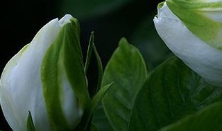 栀子花有白色的虫子怎么办 栀子花有白色的虫子应该怎么处理