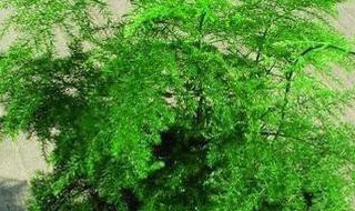 文竹新芽太长怎么办 文竹新芽太长应该怎么处理