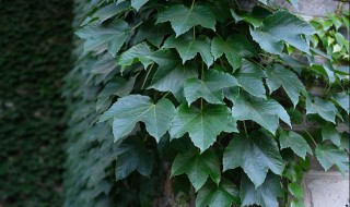 常春藤花怎么浇水 常春藤浇水频率怎么决定