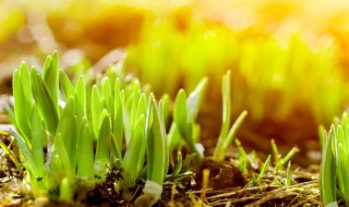 草芽是什么植物 草芽介绍