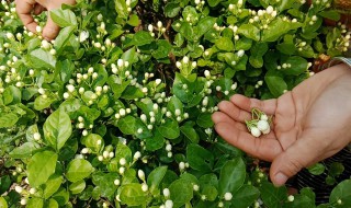 茉莉花施什么肥 茉莉花用哪种肥