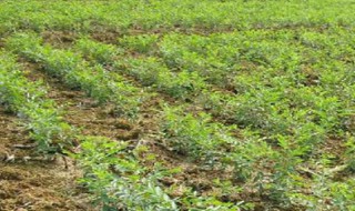 枣树移栽后多久活过来 枣树移栽后多长时间活过来