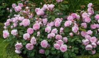 浓香型月季有哪些品种 浓香型月季品种有哪些