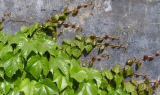 哪些花植物能爬墙 能爬墙的植物介绍