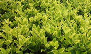 常见的绿化苗木品种 常见的绿化苗木品种介绍