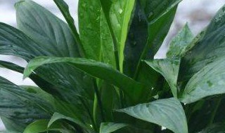 白掌叶尖发黄焦边补救方法 白掌叶尖发黄焦边应该怎么处理