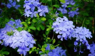 蓝雪花不开花是怎么回事 为什么蓝雪花不开花