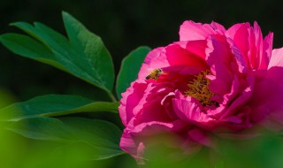 各国的国花是什么花 各国的国花介绍