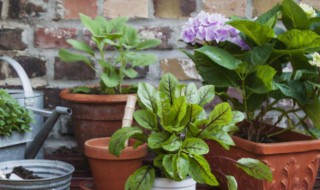 栀子花僵苗不长怎么办 栀子花僵苗不长应该怎么处理