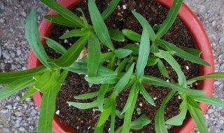 麦蓝菜和满天星幼苗的区别 麦蓝菜和满天星幼苗有何不一样