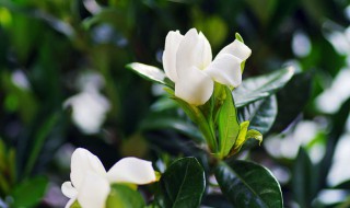 栀子花用土还是沙子 栀子花应该怎么种