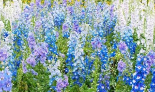 飞燕草的种植方法和注意事项 飞燕草的种植方法和注意事项有哪些