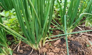 香葱怎么种植? 香葱种植方法介绍