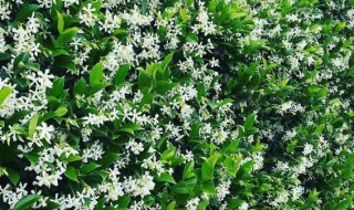 风车茉莉驱蚊虫吗? 风车茉莉驱不驱虫