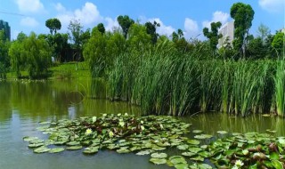 挺水植物有哪些 挺水植物介绍