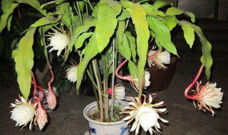 昙花怎么修剪才利于开花 昙花开花如何修剪