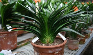 君子兰有哪些品种? 君子兰品种有哪些