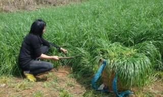 草籽种子怎么种植 草籽种子如何种植