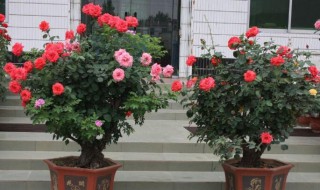 树桩月季怎么嫁接种植 树桩月季如何嫁接种植