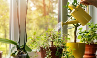 庭院四季常青低矮植物 关于庭院四季常青低矮的植物