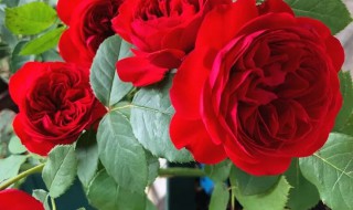 红苹果月季是藤本还是灌木 红苹果月季所属的是藤本还是灌木呢