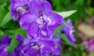 飞燕草花语和寓意 飞燕草花语和寓意分别是什么