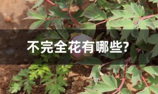 不完全花有哪些? 不完全花是什么意思