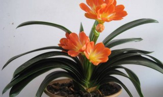 君子兰如何换盆换土 君子兰换盆换土的方法