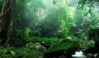 热带雨林里有什么植物 如何保护热带雨林?