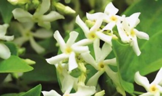 风车茉莉有毒吗?可以家养吗 风车茉莉有没有毒可不可家养