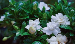 栀子花烂根如何抢救 栀子花烂根补救流程