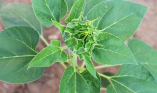 向日葵叶子变黄的原因 向日葵叶子为什么会变黄