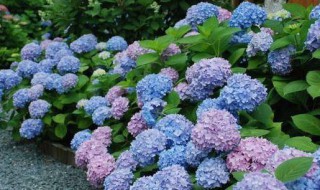 绣球花会变色吗 绣球花会不会变色呢