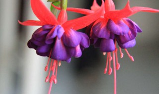 灯笼花的寓意和象征 灯笼花有什么寓意和哪些象征呢