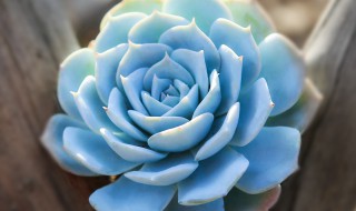 薄叶蓝鸟为啥一浇水就穿裙子 薄叶蓝鸟一浇水就穿裙子的原因