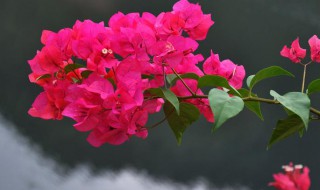 三角梅的修剪时间和方法 什么时候修剪三角梅以及方法