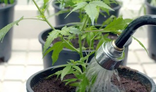 养花卉制作的浇水神器 养花卉制作的浇水神器如何做