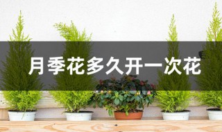 月季花多久开一次花 月季花多长时间开一次花