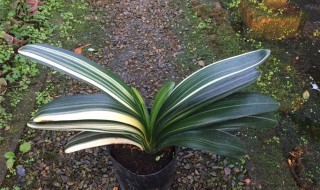 彩兰君子兰养殖小窍门 彩兰君子兰养殖方法分享