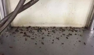 下水道小飞虫怎么消灭小窍门 怎么消灭下水道小飞虫小窍门