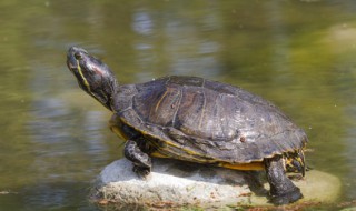 十大不建议养的乌龟有哪些 十大不建议养的乌龟