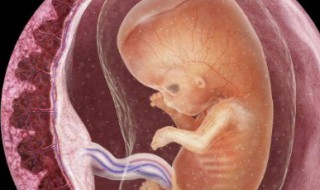 胎盘前壁是什么意思 胎盘前壁可以顺产吗