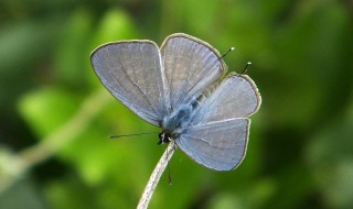 庄周梦蝶的意思 关于庄周梦蝶的意思